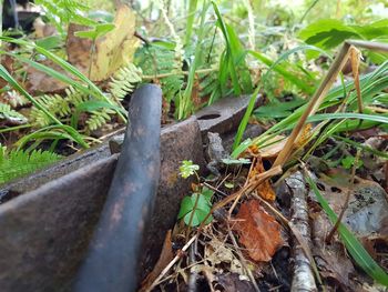 High angle view of lizard on grass