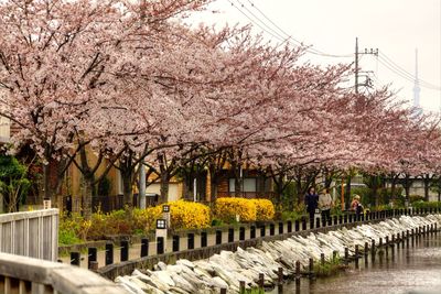 Flowers growing on tree