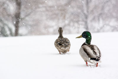 Birds on snow covered field