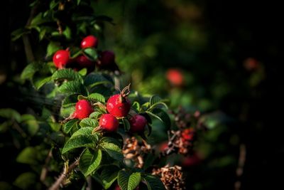 Close-up of red berries growing on plant