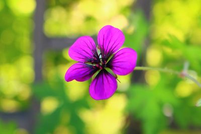 Close-up of pink flower