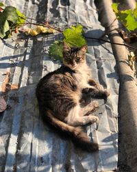 Cat relaxing on tree