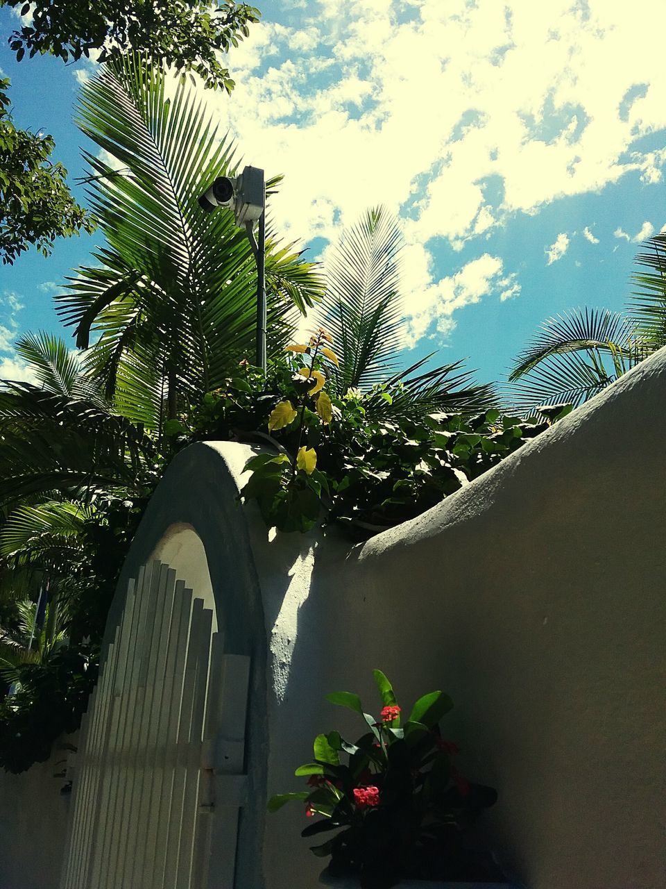 CLOSE-UP OF PALM TREE AGAINST PLANTS