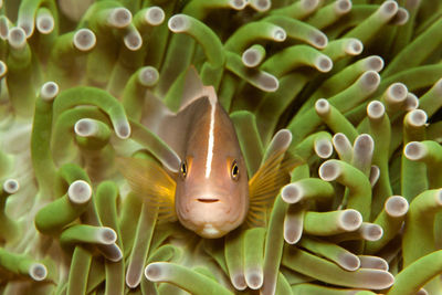 Close-up of fish swimming in sea