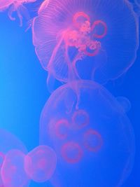 Close-up of jellyfish against blue background