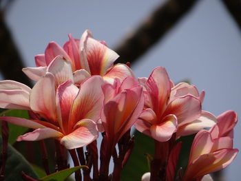 Close-up of pink flowers