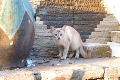 Portrait of cat by wall