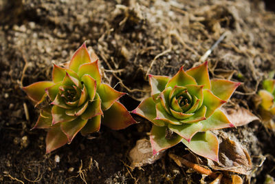 Close-up of succulent plant on field