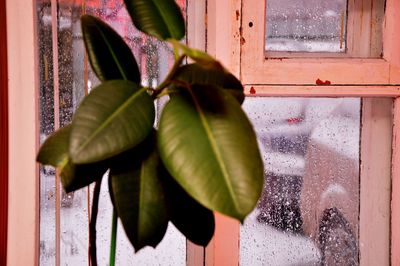 Close-up of green leaves on window of building