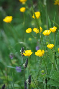 Close-up of honey bee pollinating on yellow flower