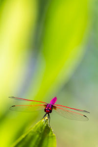 Close-up of insect on pink flower