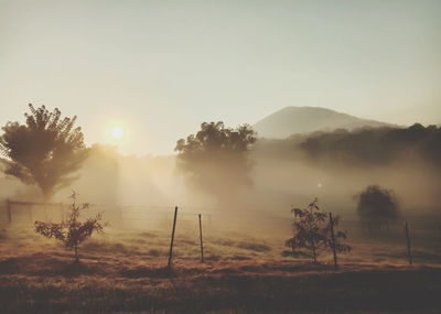 Scenic view of healesville on a blissful summer morning