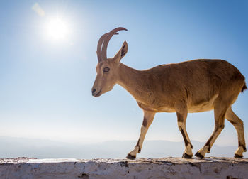 Deer standing against sky