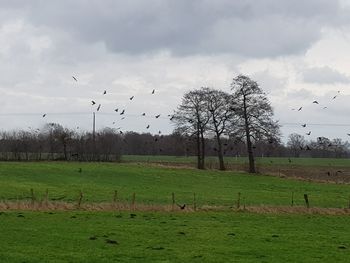 View of birds on land against sky