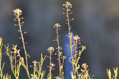 plant