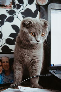 Portrait of cat