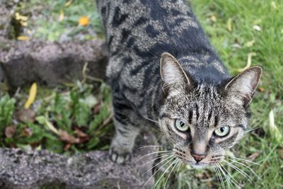 Close-up portrait of tabby cat