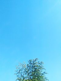 Low angle view of flowering plants against clear blue sky