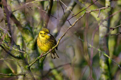 Male yellowhammer, emberiza citrinella, perched on a bush