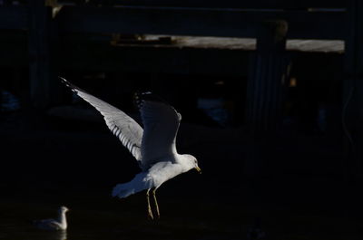 Seagull flying over lake