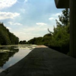 Surface level of trees along countryside landscape