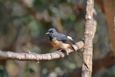 Close-up of bird perching on branch