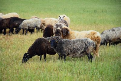 Sheep grazing in a field