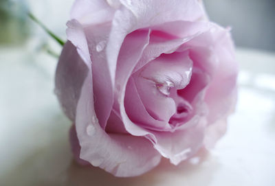 Close-up of pink rose flower