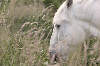 Close-up of a horse grazing on field