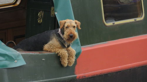 Portrait of dog in car