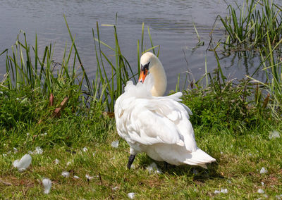 White swan swimming in lake