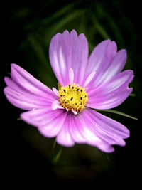 Close-up of pink flower
