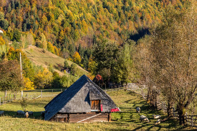 Trees on field during autumn