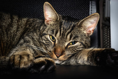 Close-up portrait of cat