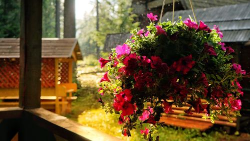 Flowers in the forest