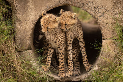 Cheetah cubs by stone hole in forest