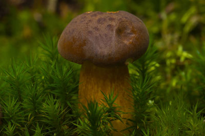 Close-up of mushrooms growing on field