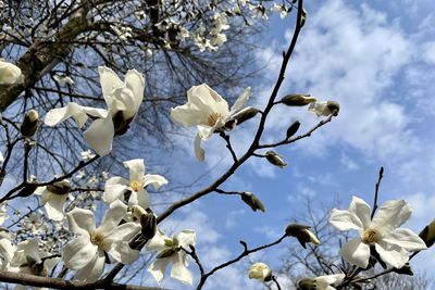 Low angle view of white flowering tree against sky