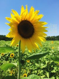 Close-up of sunflower blooming in field