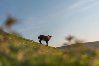 Horse standing in a field