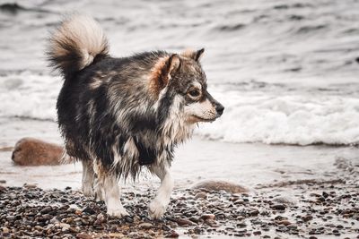 Dog looking at sea shore