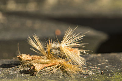 Close-up of dry leaf on land