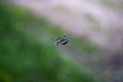 Close-up of spider on web