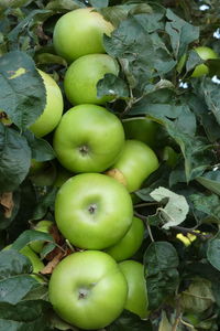 High angle view of apples