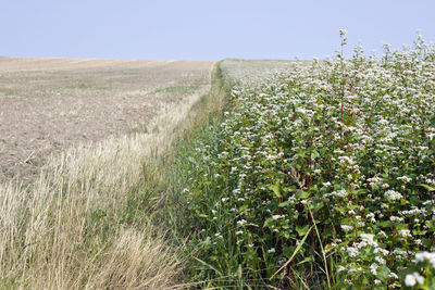 Scenic view of field against clear sky