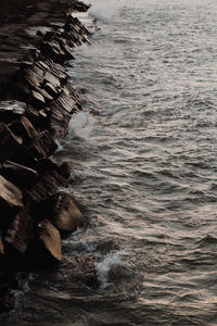 Close-up of tree at beach