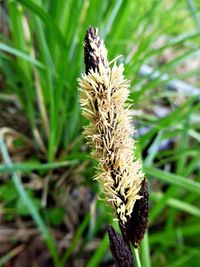 Close-up of wheat growing on field