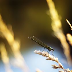 Close-up of wheat