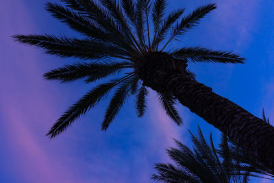 Low angle view of palm tree against blue sky