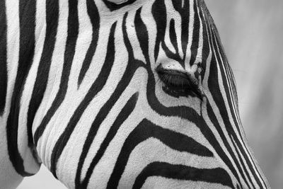 Close-up of zebra